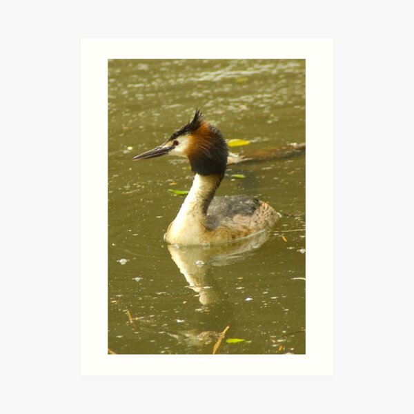 Crested Grebe - Funky hairdo Art Print