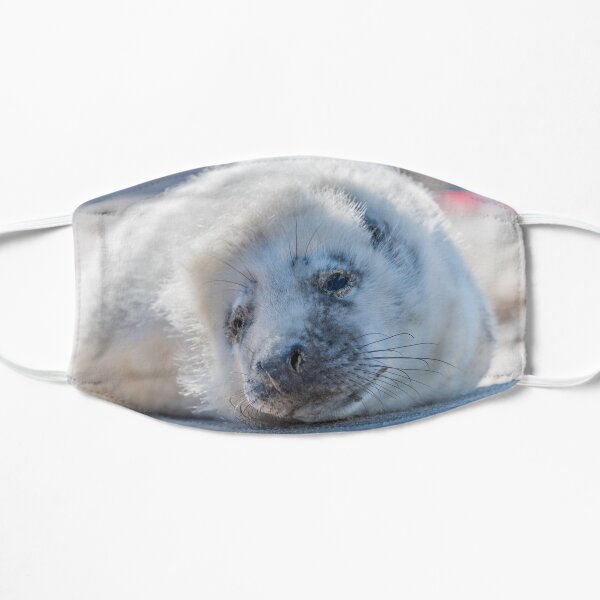 White Seal Pup Resting on a Beach Mask