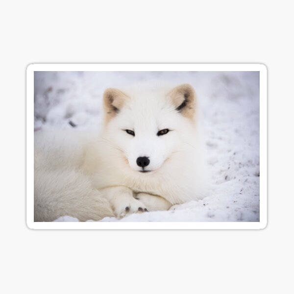 Item preview, White arctic fox in snow designed and sold by GryThunes.