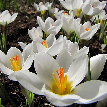 Artwork thumbnail, Spring!Spring!Spring! by Irina777