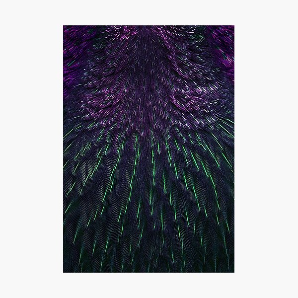 Birdfeathers, Purple & Green Photographic Print