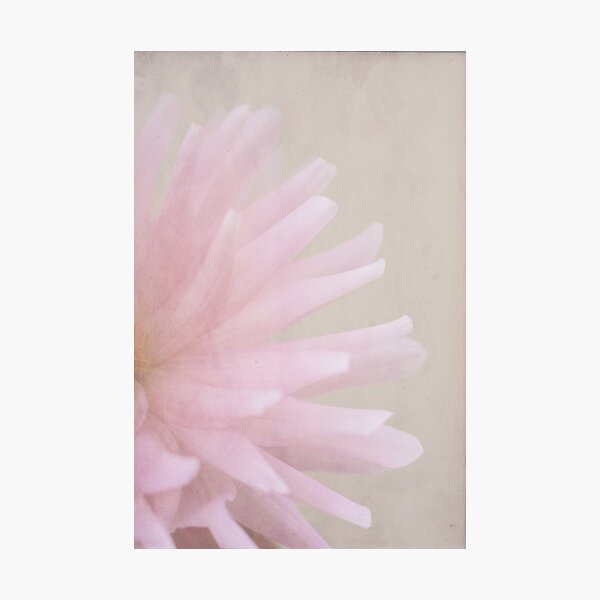 I believe in pink. Photographic Print
