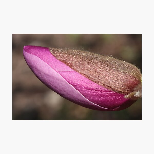 burgundy turgescence Photographic Print