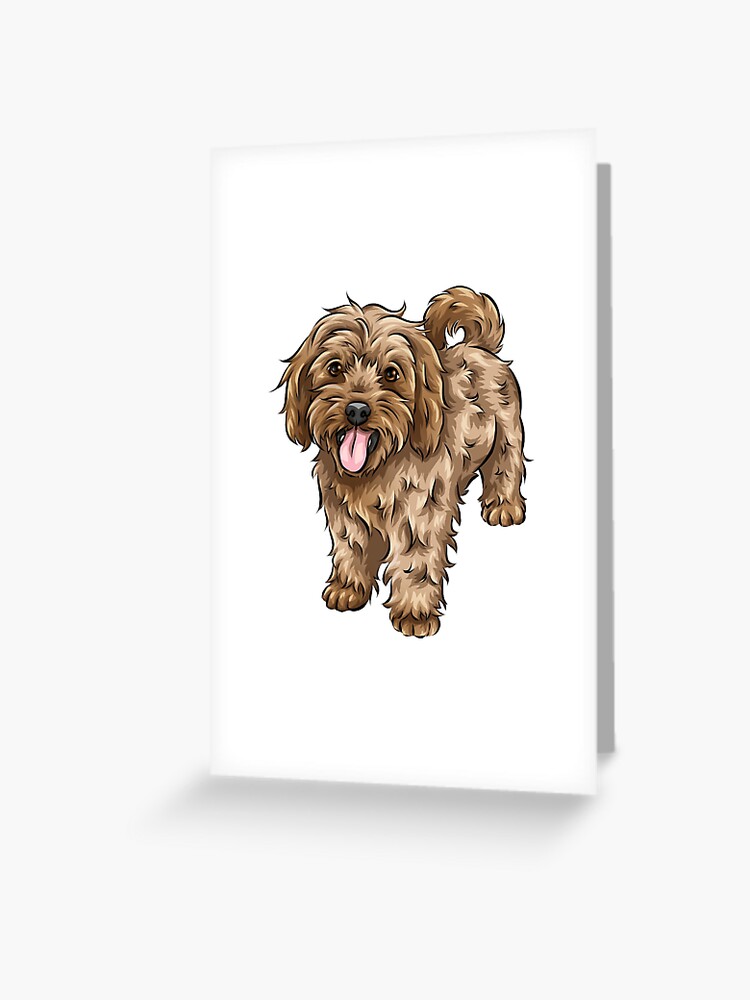 Cavapoo stuff 2024