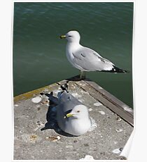 Love Gulls Poster