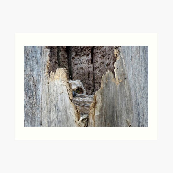 Peek Art Print