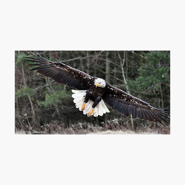 Bald Eagle in Flight Photographic Print