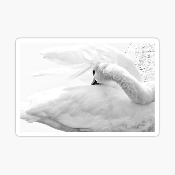 Swan Sticker