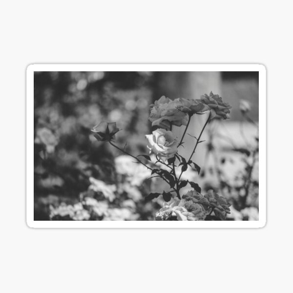 Roses in black and white Sticker