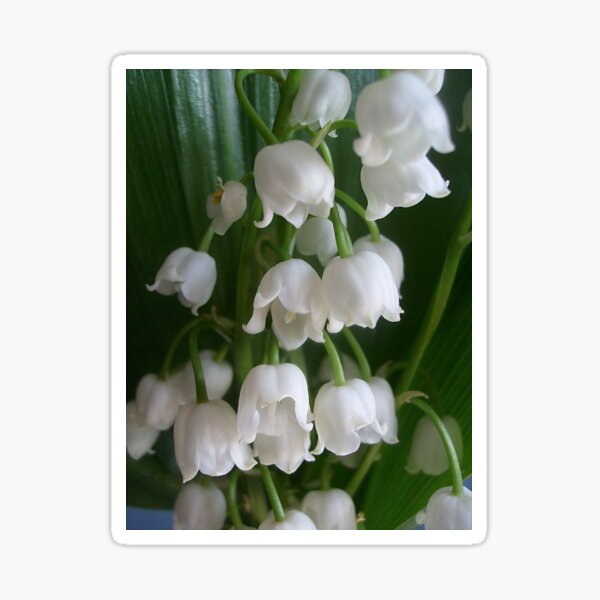 Lily of the valley Sticker