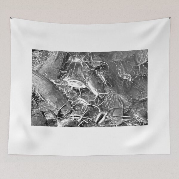Item preview, 1000 Cat Fish Feeding Frenzy Funny Fishing Photo designed and sold by Peshi FPV.