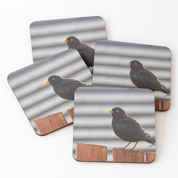 Item preview, Blackbird (Turdus merula) designed and sold by Rob Cole Photography.