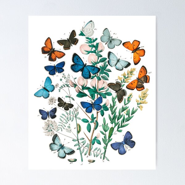 Item preview, Vintage butterfly scientific plate (with labels) designed and sold by Flamin' Galah.