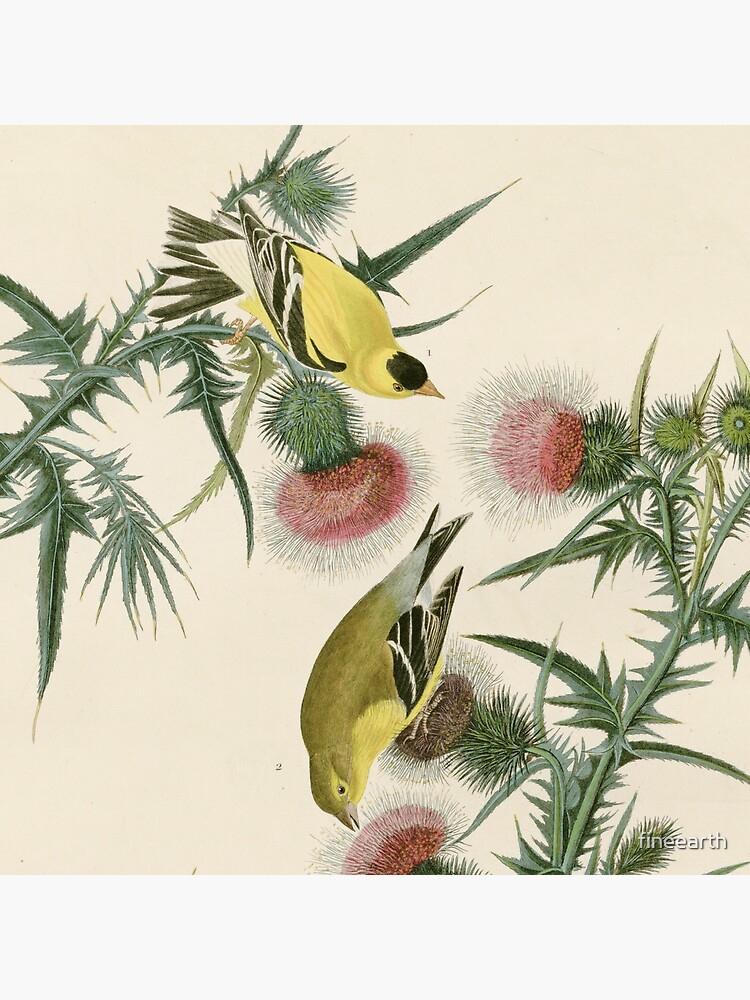 The American Goldfinch deals Print by John James Audubon