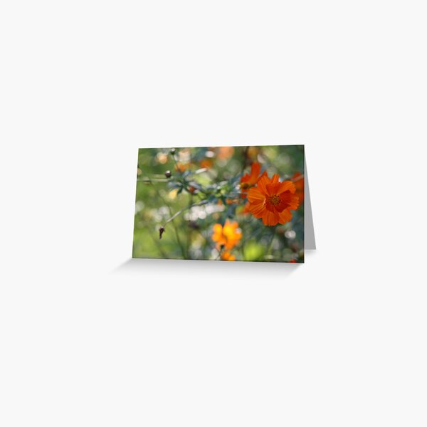 The Last of the Summer Greeting Card