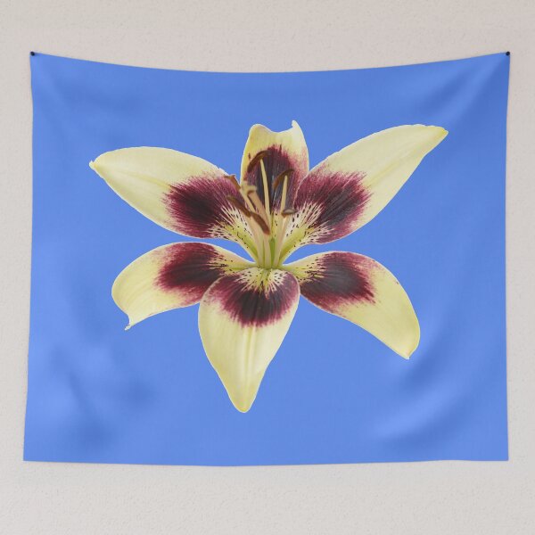 Item preview, Lilium  'Patricia's Pride'  Asiatic lily  designed and sold by Chris Burrows.