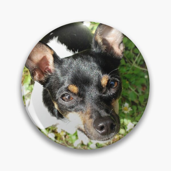 Rat Terrier in Daisies Pin
