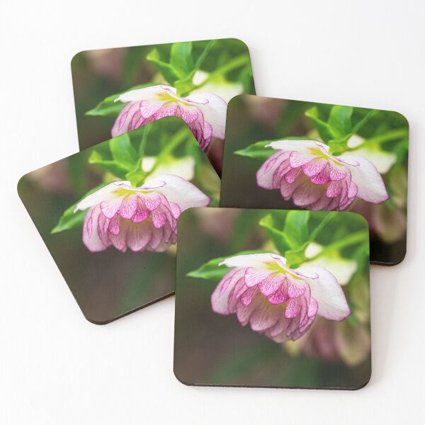 Item preview, Pink Hellebore Flower designed and sold by mljdwhite.