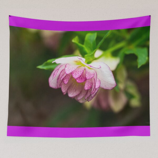 Item preview, Pink Hellebore Flower designed and sold by mljdwhite.