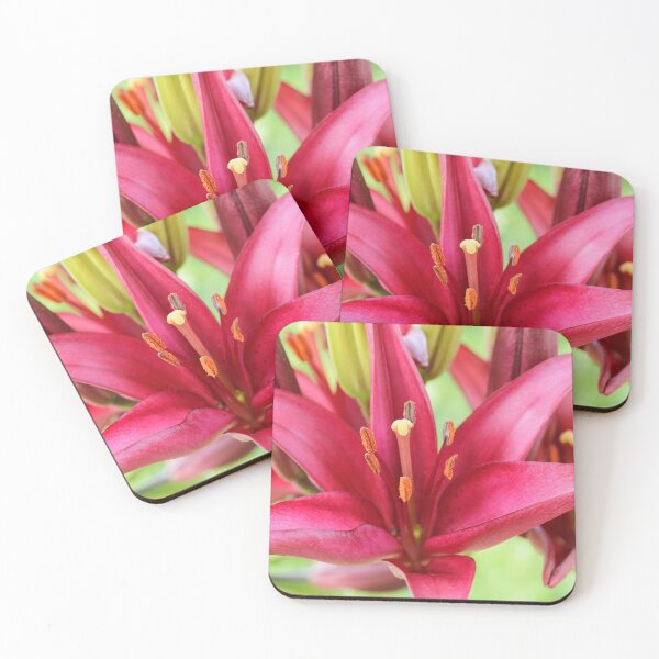Item preview, Lilium  'Red Carpet'  Asiatic lily   designed and sold by Chris Burrows.