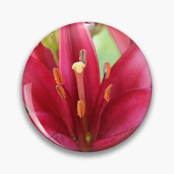 Item preview, Lilium  'Red Carpet'  Asiatic lily   designed and sold by Chris Burrows.