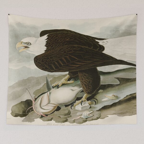 Item preview, White headed Eagle - John James Audubon's Birds of America Print designed and sold by Vintage Wall Art.