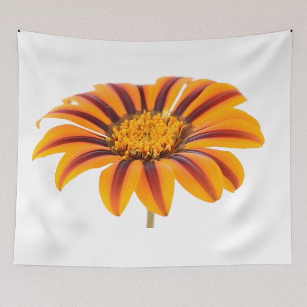 Item preview, Gazania  'Tikal'  SunBathers Series  designed and sold by Chris Burrows.