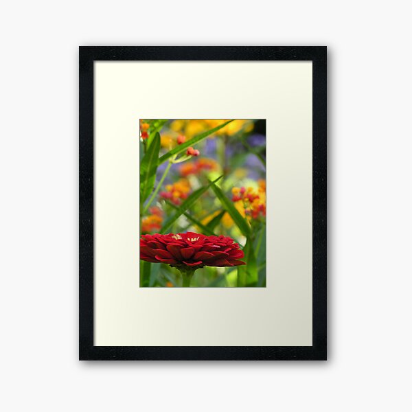 Red Zinnia Framed Art Print