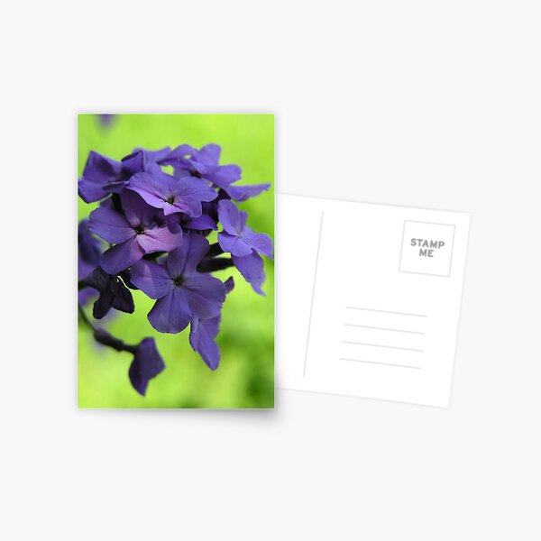 Phlox by Salt Creek Postcard