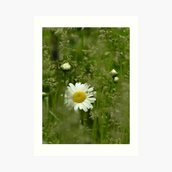 Daisies by Salt Creek Art Print