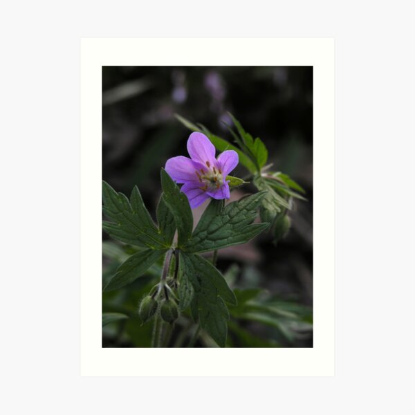 Wild Geranium Art Print