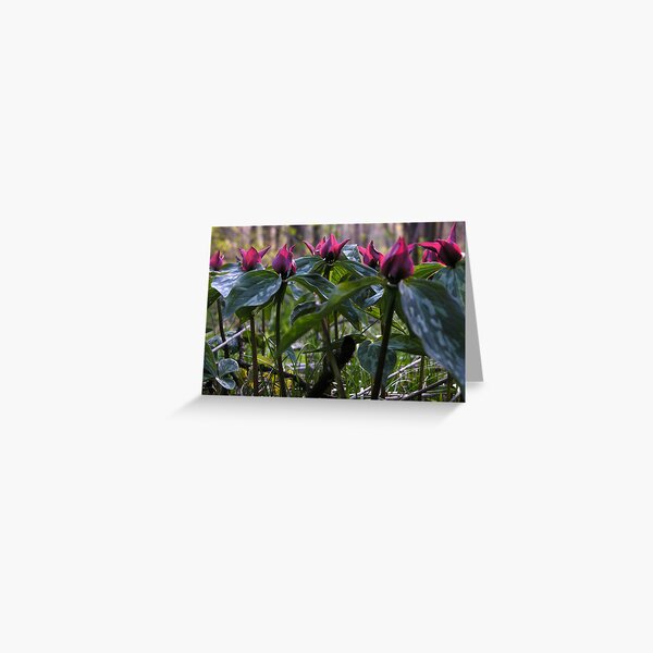 Prairie Trillium - evening sun Greeting Card
