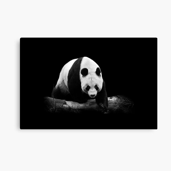 Tian Tian Canvas Print