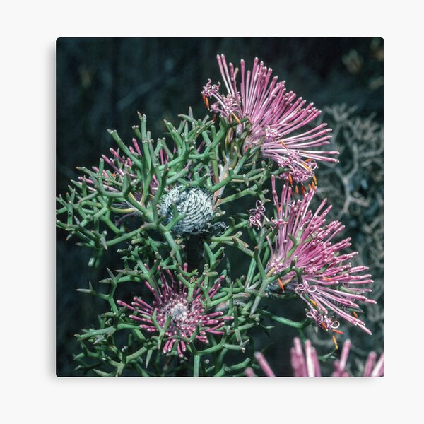 Item preview, Flowers and seed on red isopogon Cape le grand Esperance 19820903 0019 designed and sold by Fred Mitchell.