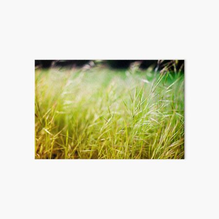 Wild Green Oats Art Board Print