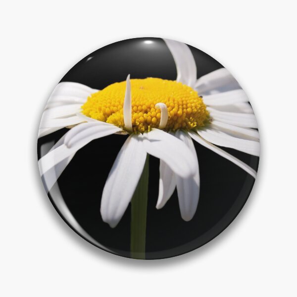 Item preview, Camomile on black background designed and sold by Shoshina.
