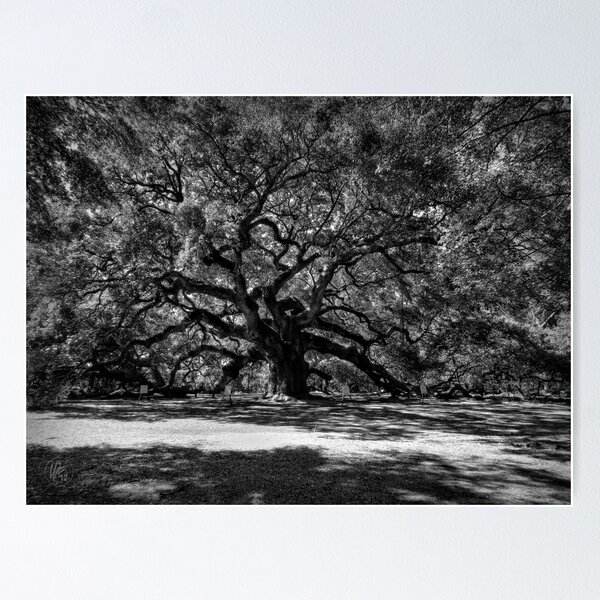 Item preview, Angel Oak 001 BW designed and sold by Lance Vaughn.