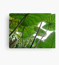 Giants Canvas Print