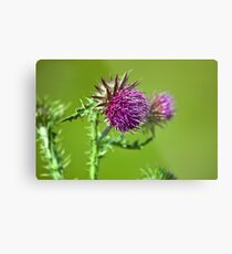 Thistle flower Metal Print