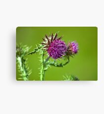 Thistle flower Canvas Print
