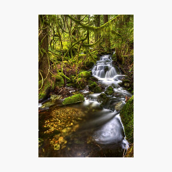 Item preview, Rain Forest at Work designed and sold by Don Guindon.