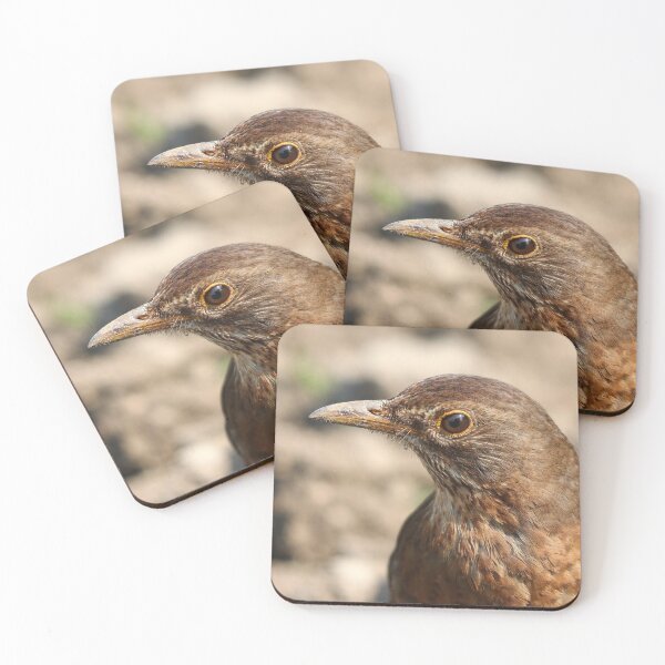 Item preview, Blackbird closeup designed and sold by GreyFeatherPhot.