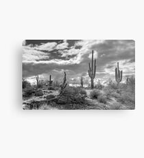 Sonoran Desert in Black and White Metal Print