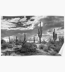 Sonoran Desert in Black and White Poster