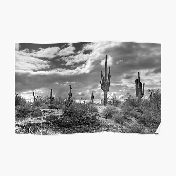 Sonoran Desert in Black and White Poster