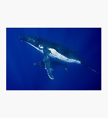 Humpback Whales, Vava'u, Tonga Photographic Print