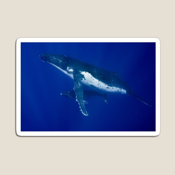 Humpback Whales, Vava'u, Tonga Magnet