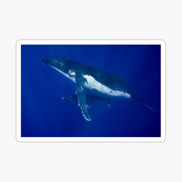 Humpback Whales, Vava'u, Tonga Sticker