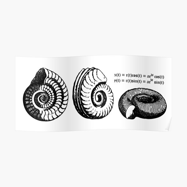 Math Spiral Shells Poster