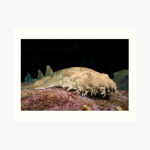 Spotted Wobbegong at the entrance to Sydney Harbour Art Print